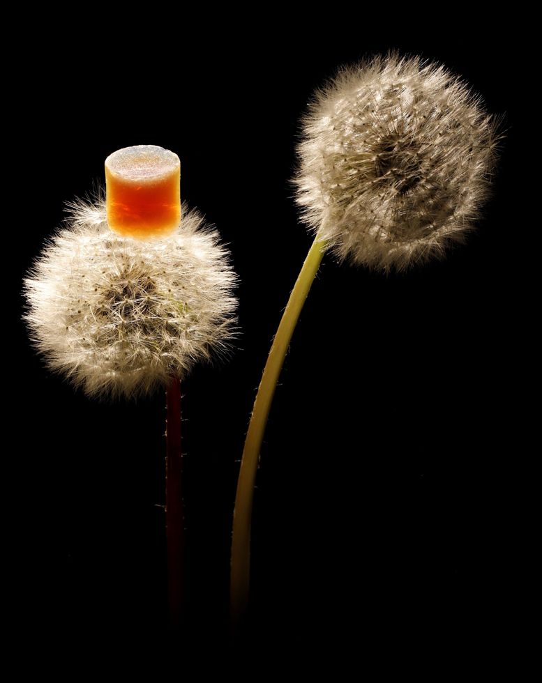 Enlarged view: Aerogel on Dandelion